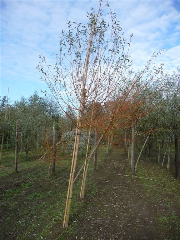 Salix alba 'Chermesina'