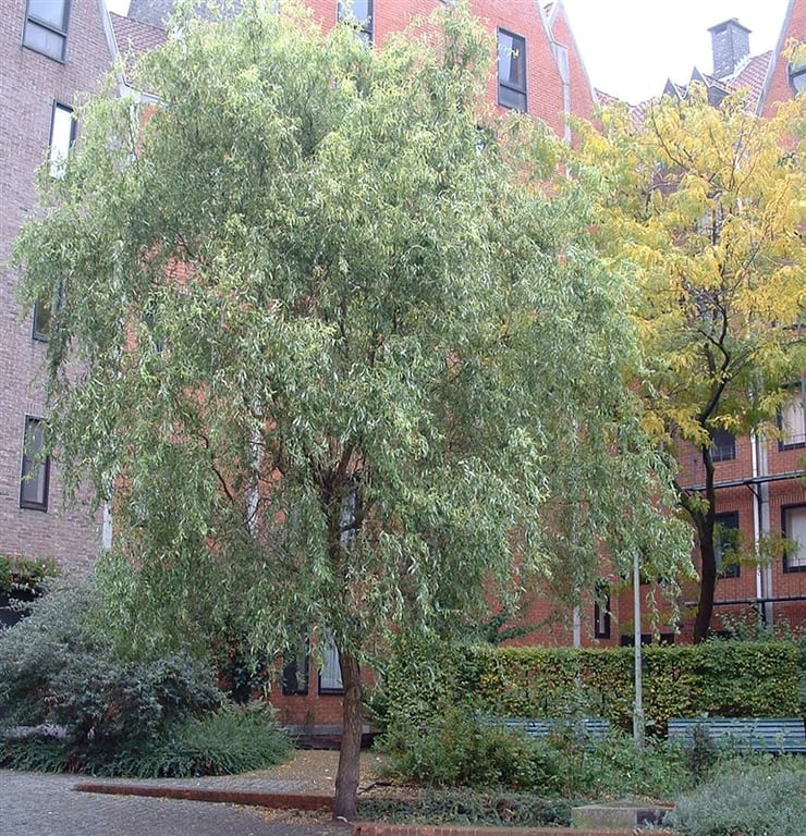 Salix babylonica 'Tortuosa'