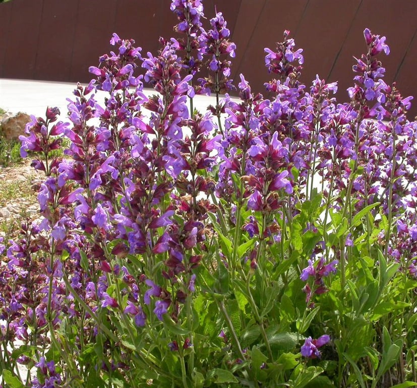 Salvia lavandulifolia
