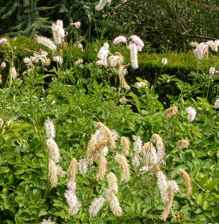 Sanguisorba obtusa - Afbeelding 2