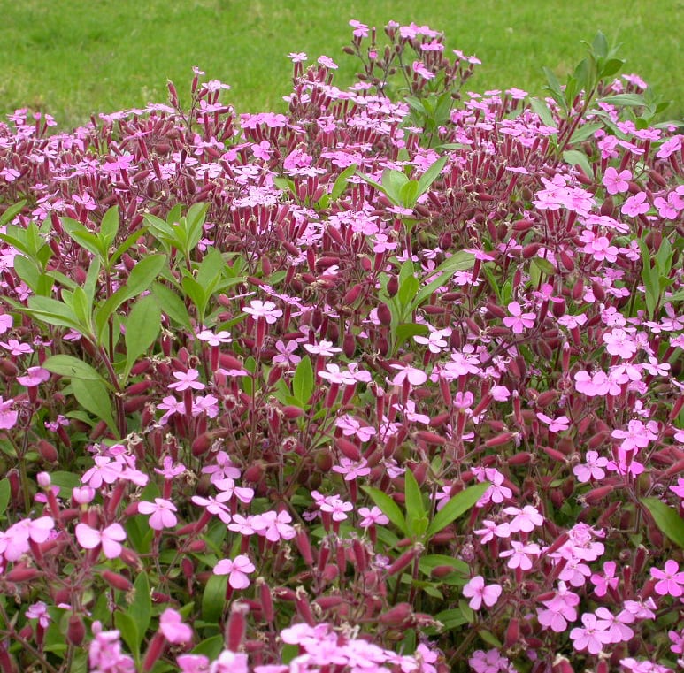 Saponaria ocymoides - Afbeelding 2