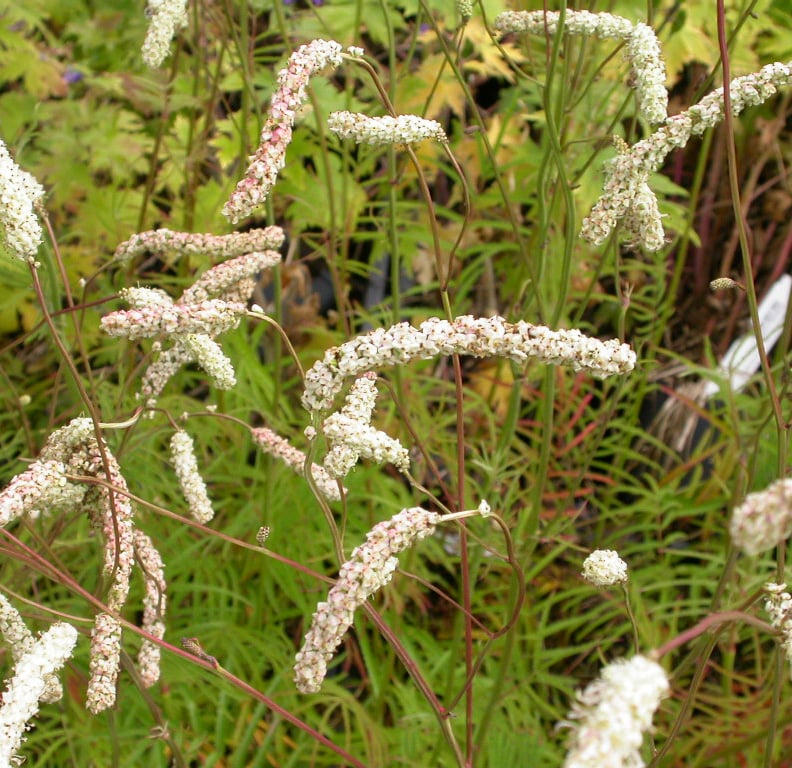 Sanguisorba tenuifolia alba