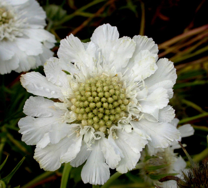 Scabiosa cauc. 'Alba'