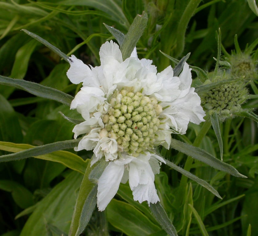 Scabiosa cauc. 'Alba' - Afbeelding 2