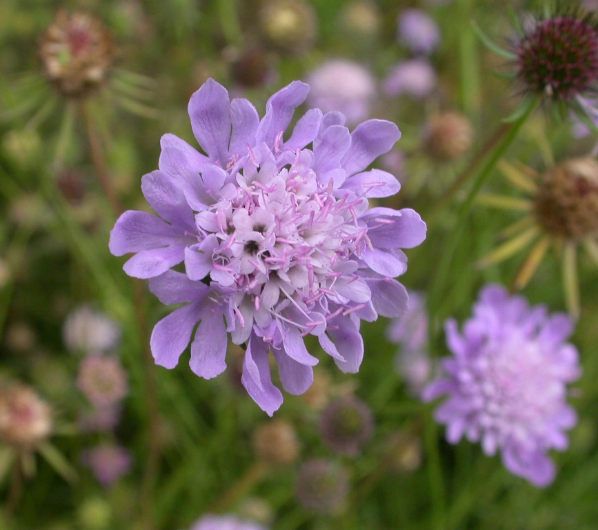 Scabiosa columbaria