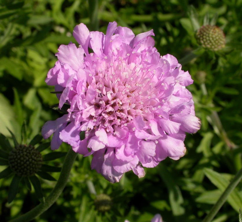 Scabiosa col. 'Pink Mist'