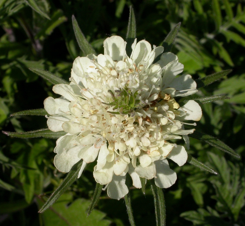 Scabiosa ochroleuca