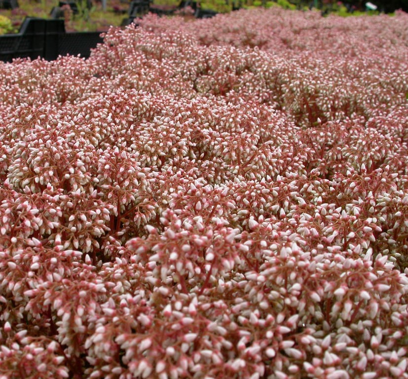 Sedum album 'Coral Carpet'