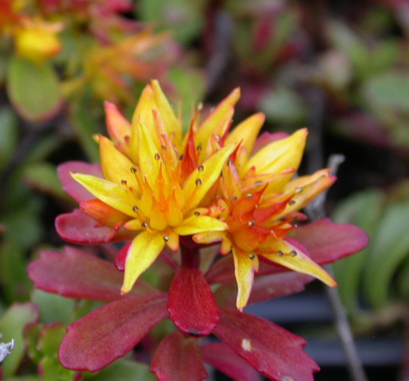 Sedum flor. 'Weihenstephaner Gold'