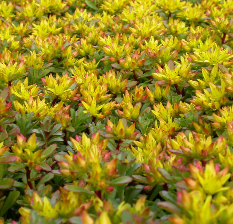 Sedum flor. 'Weihenstephaner Gold' - Afbeelding 2