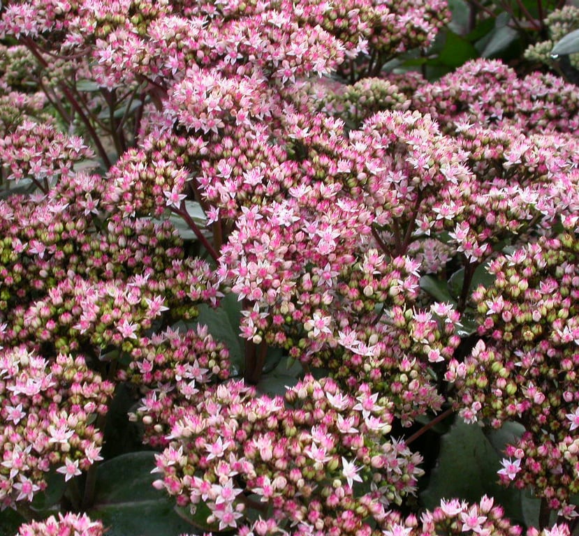 Sedum 'Matrona'
