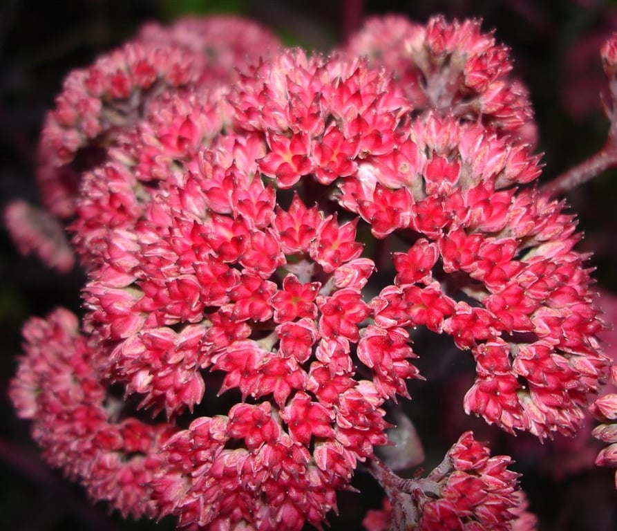 Sedum 'Red Cauli'