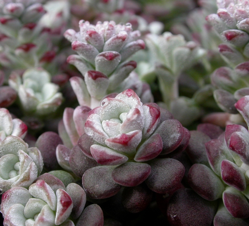 Sedum spathulifolium 'Cape Blanco'