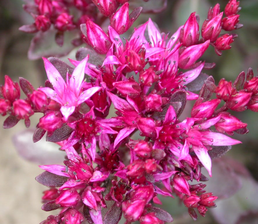 Sedum spurium 'Fuldaglut'