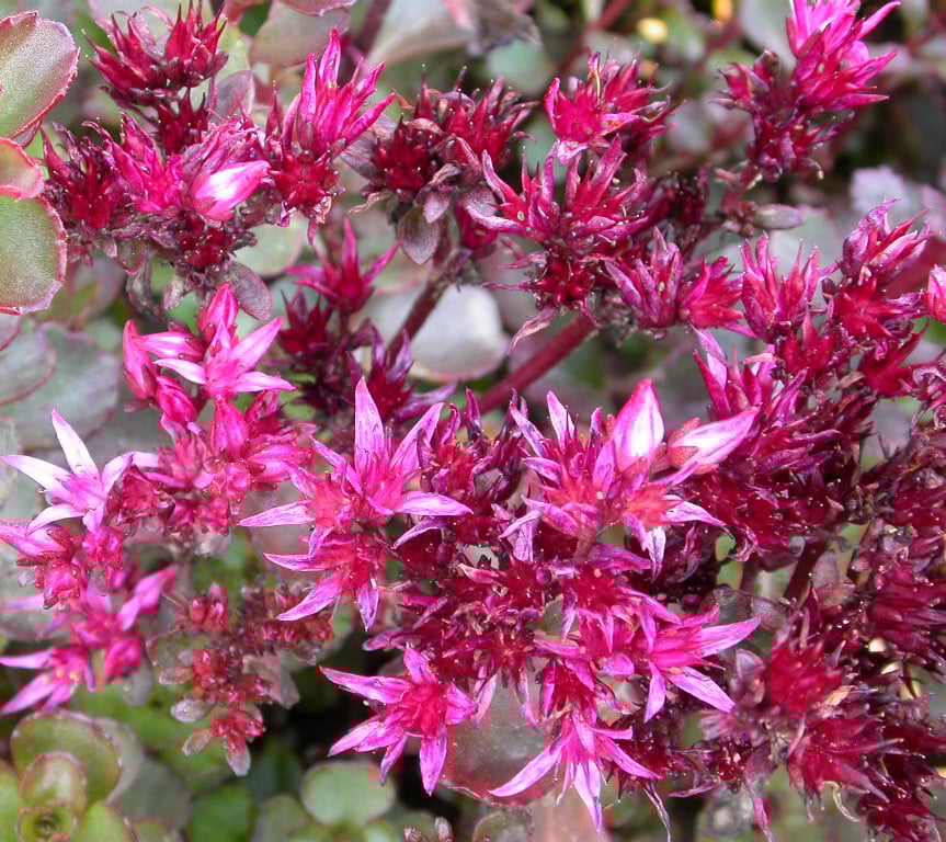 Sedum spurium 'Fuldaglut' - Afbeelding 2