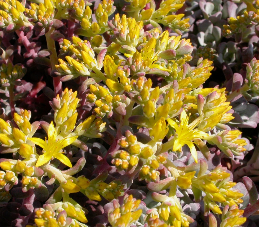 Sedum spathulifolium 'Purpureum'