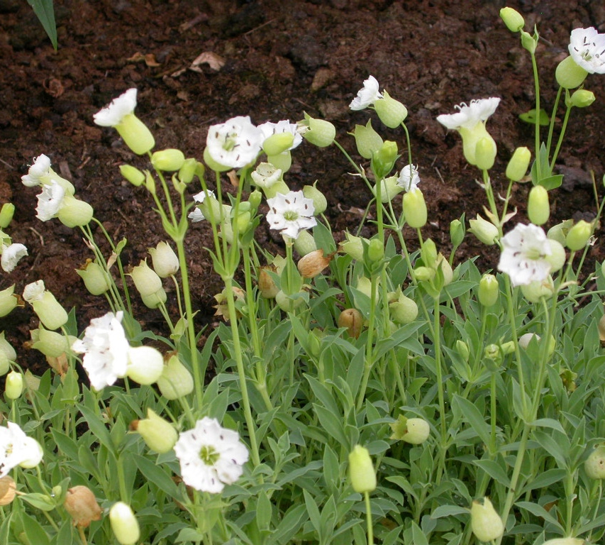 Silene mar. 'Weisskehlchen'