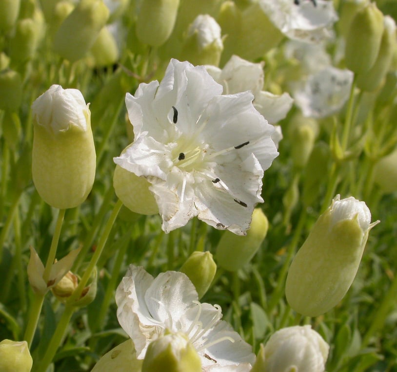 Silene mar. 'Weisskehlchen' - Afbeelding 2