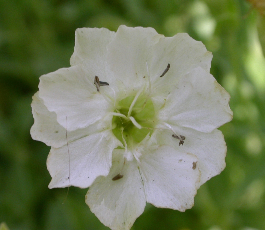 Silene mar. 'Weisskehlchen' - Afbeelding 3