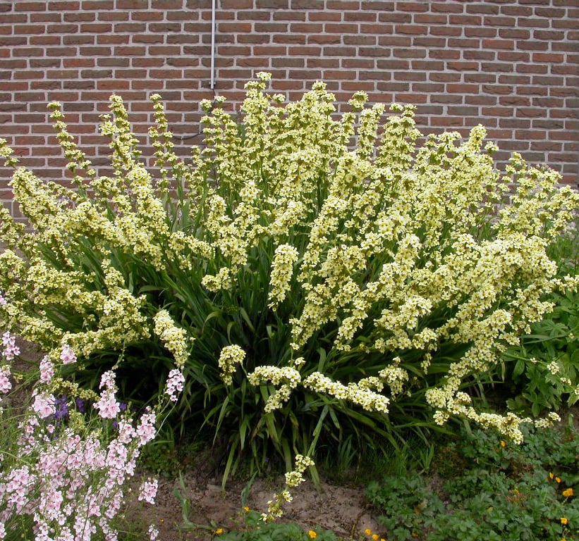 Sisyrinchium striatum