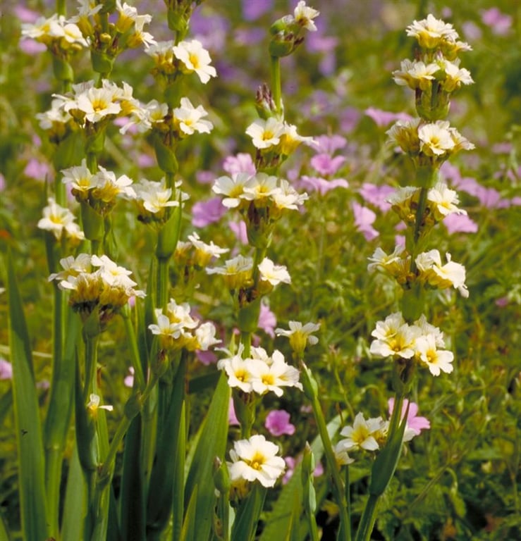 Sisyrinchium striatum - Afbeelding 2