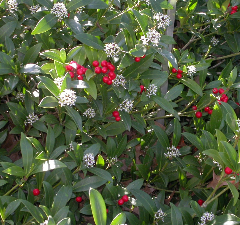 Skimmia j. 'Keessen'