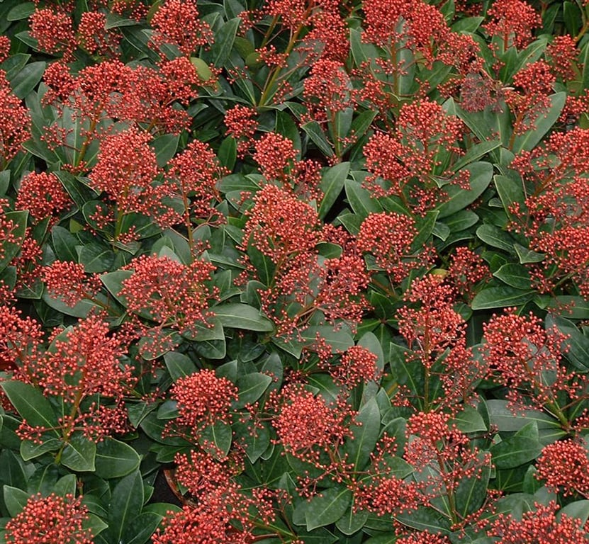 Skimmia j. 'Rubella'