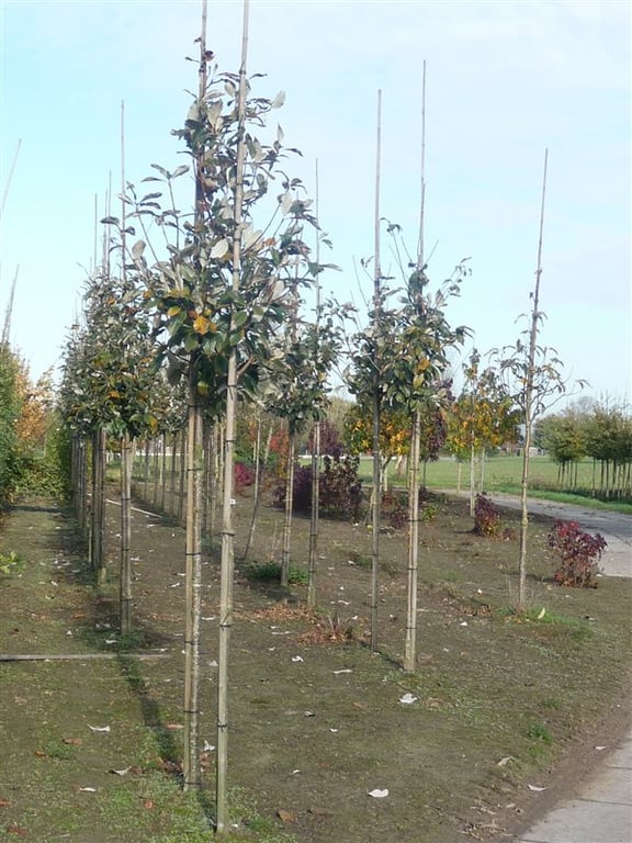 Sorbus aria 'Magnifica' - Afbeelding 2