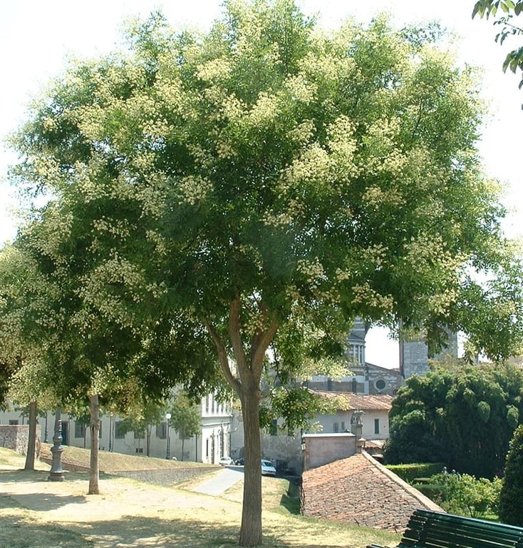Sophora japonica (= Styphnolobium japonicum)