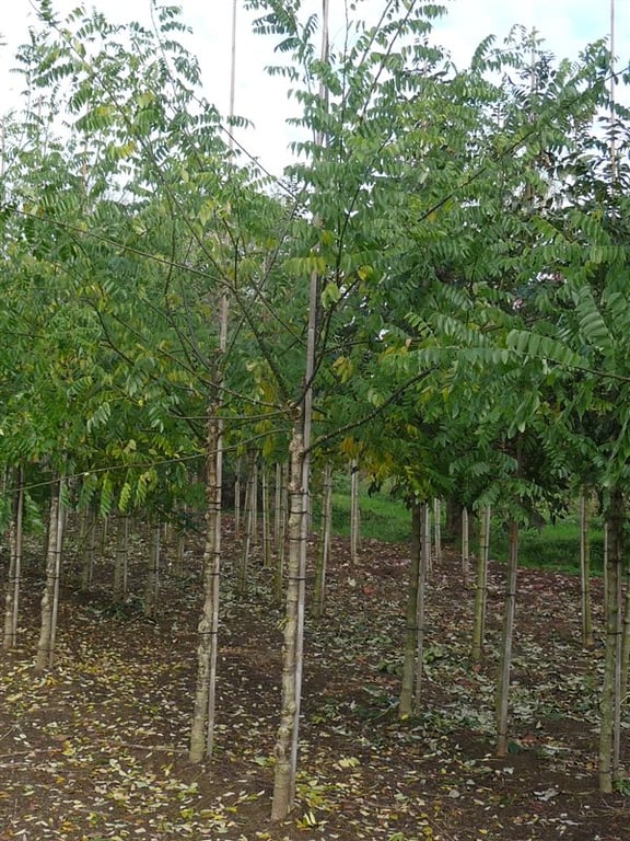 Sophora japonica (= Styphnolobium japonicum) - Afbeelding 2