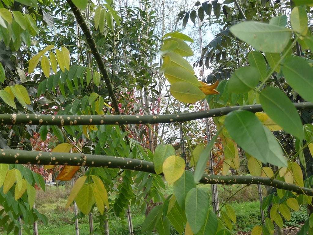 Sophora japonica (= Styphnolobium japonicum) - Afbeelding 3