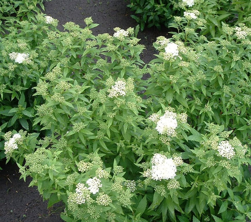 Spiraea japonica 'Albiflora'