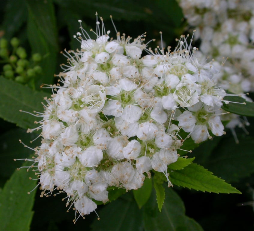 Spiraea japonica 'Albiflora' - Afbeelding 2