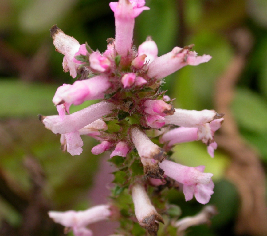 Stachys monieri 'Rosea'