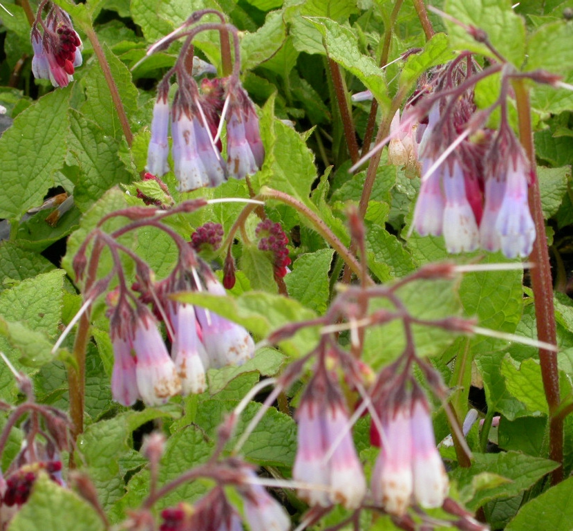 Symphytum grand. 'Hidcote Blue'