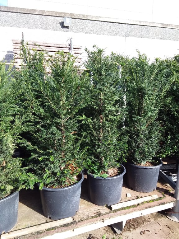 Taxus baccata