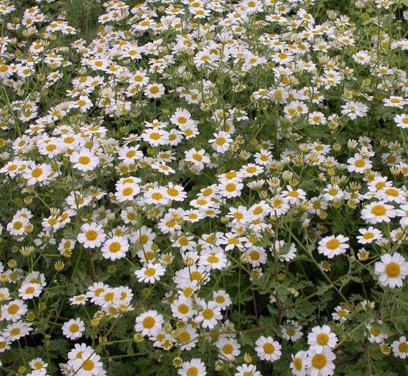 Tanacetum niveum 'Jackpot'