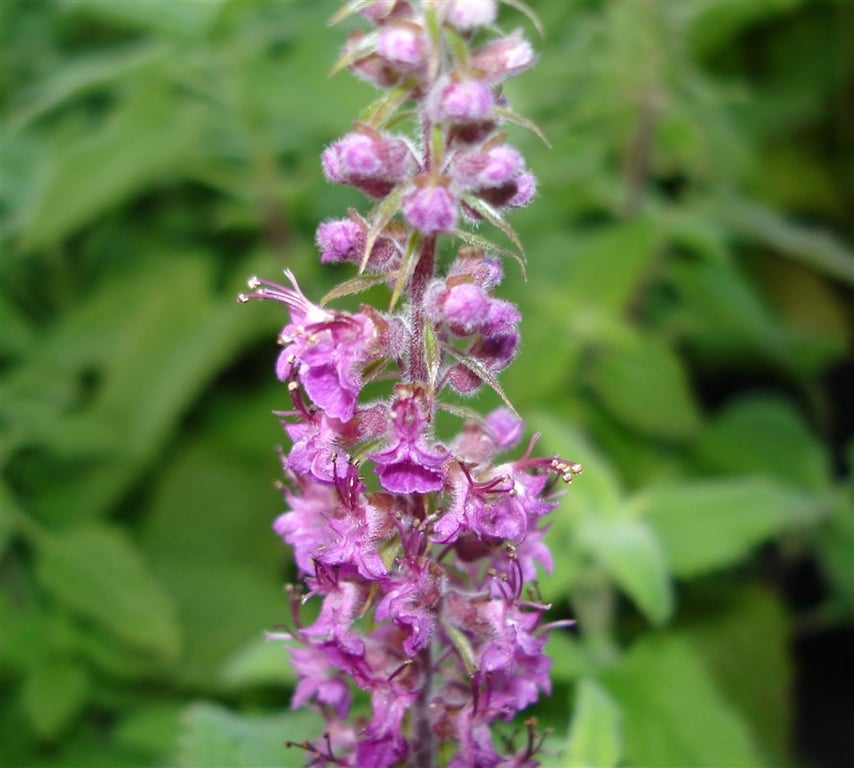 Teucrium hyrc. 'Paradise Delight'