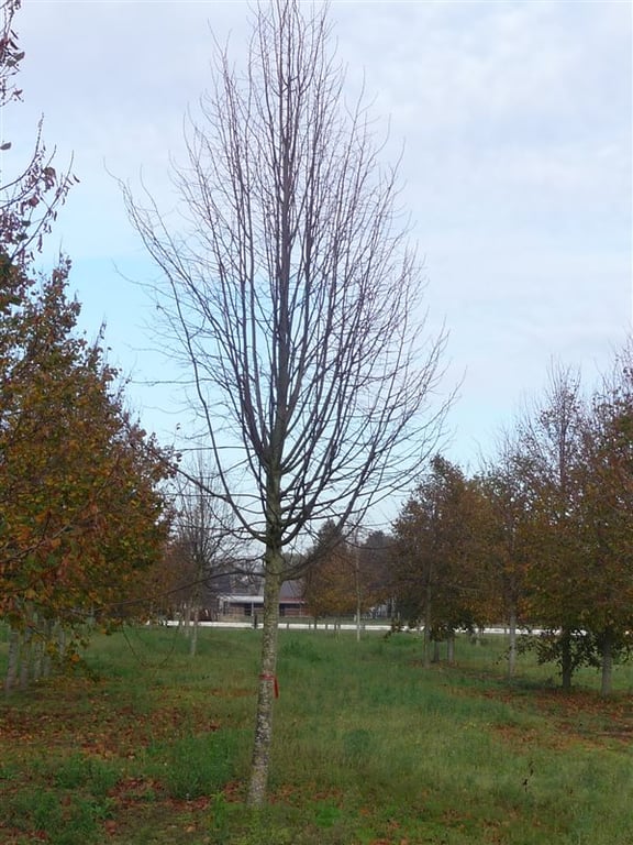 Tilia cordata 'Greenspire' - Afbeelding 2