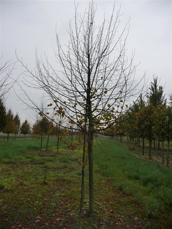Tilia europaea 'Pallida'