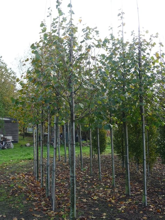 Tilia europaea 'Pallida' - Afbeelding 2