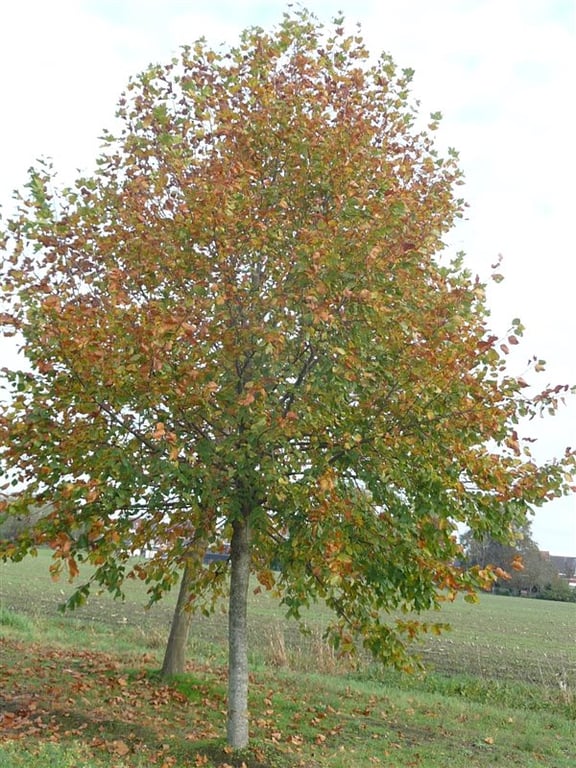 Tilia platyphyllos