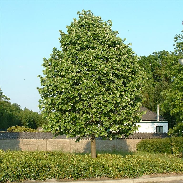 Tilia tomentosa 'Brabant'