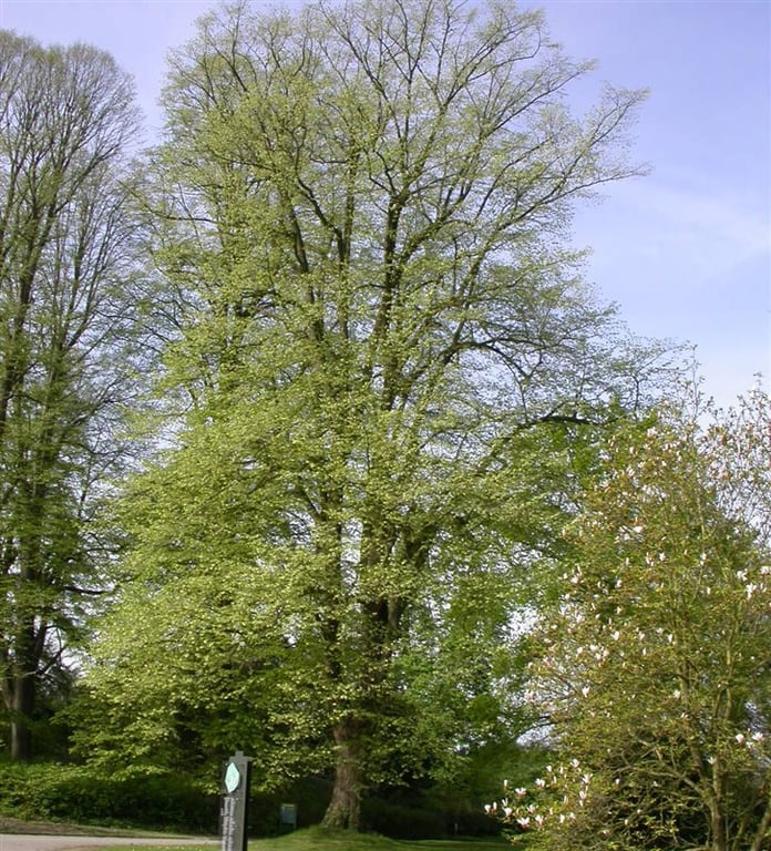 Tilia tomentosa