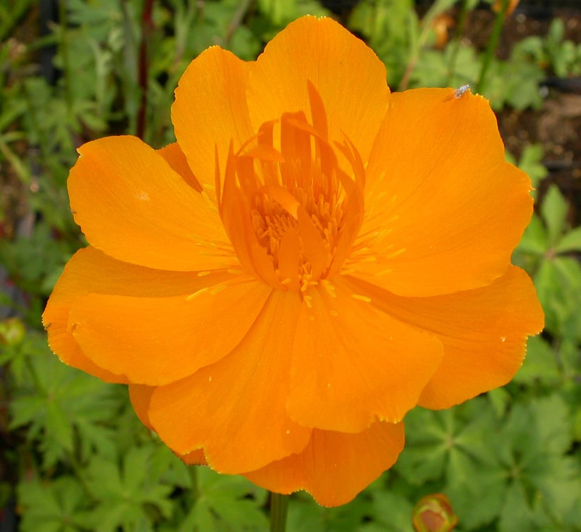 Trollius chinensis 'Golden Queen'