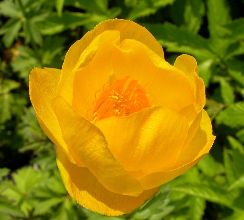 Trollius chinensis 'Golden Queen' - Afbeelding 2