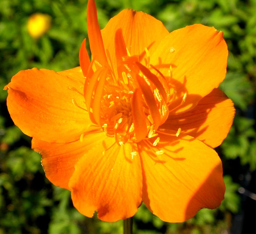 Trollius chinensis 'Golden Queen' - Afbeelding 3