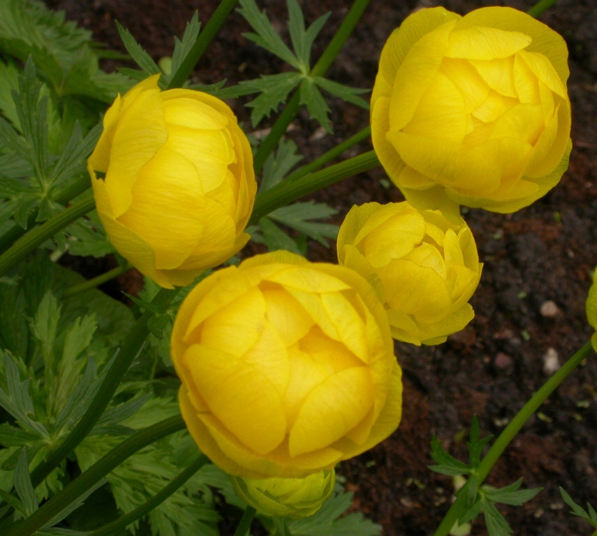 Trollius 'Lemon Queen'