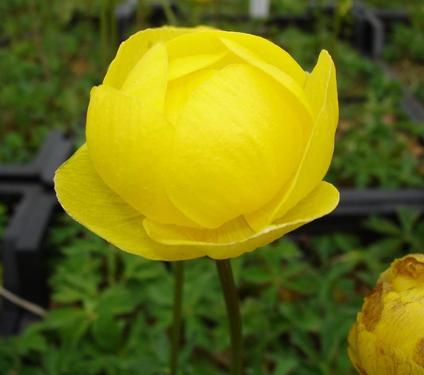 Trollius 'Lemon Queen' - Afbeelding 2
