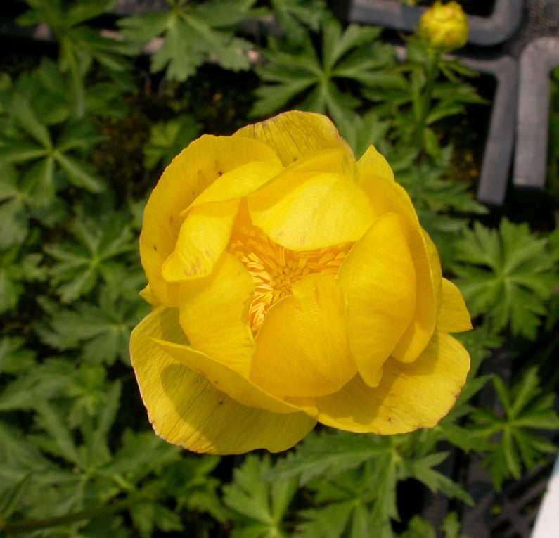 Trollius europaeus